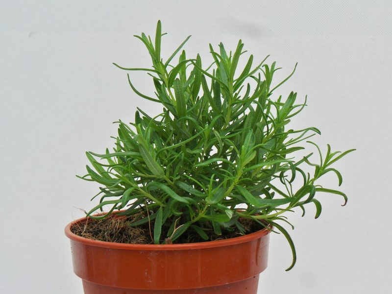 rosemary www