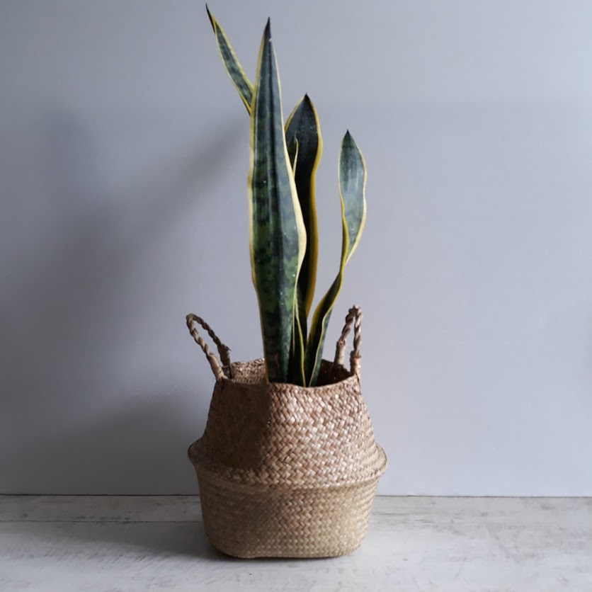 Snake Plant in Basket