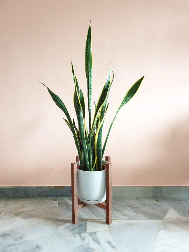 Snake Plant in Wooden Stand