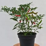 Chilli tree (1)