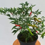 Chilli tree (2)