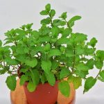 Mint Plant (1)