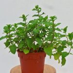 Mint Plant (2)