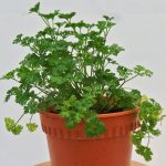 Parsley (1)