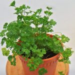 Parsley