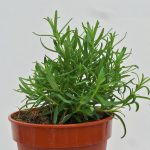 Rosemary Plant (3)