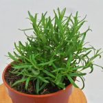 Rosemary Plant