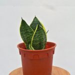 Snake Plant (2)