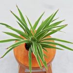 Spider Plant (Small)