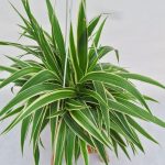 Spider Plant big