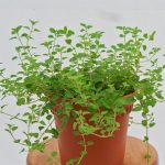 Thyme (2)