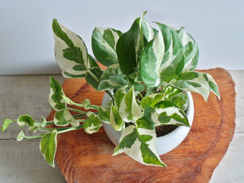 Marble pothos