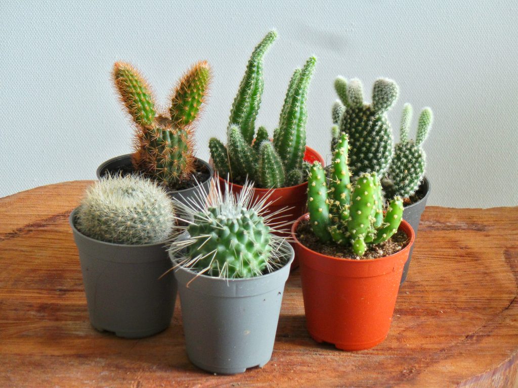 Bright Light Plants