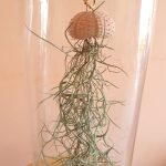 MArine Zen Jar (Conch)