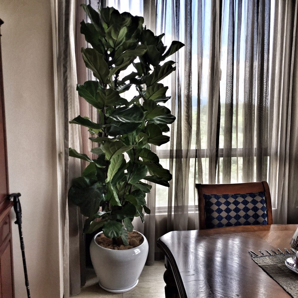 Big Fiddle Leaf Fig