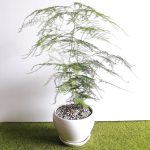 asparagus_side