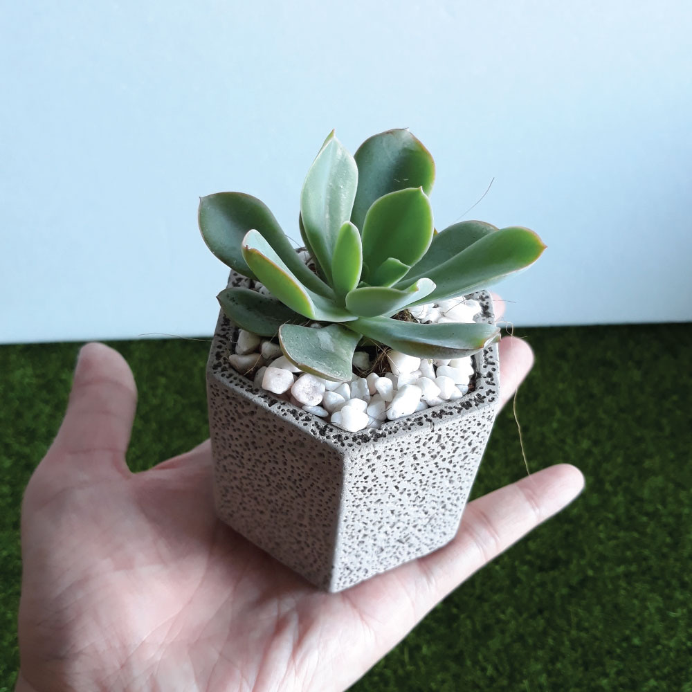 Single daun