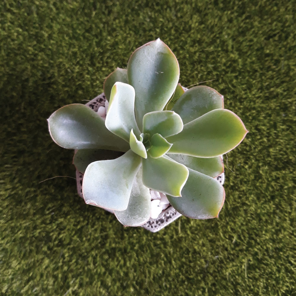 Single daun