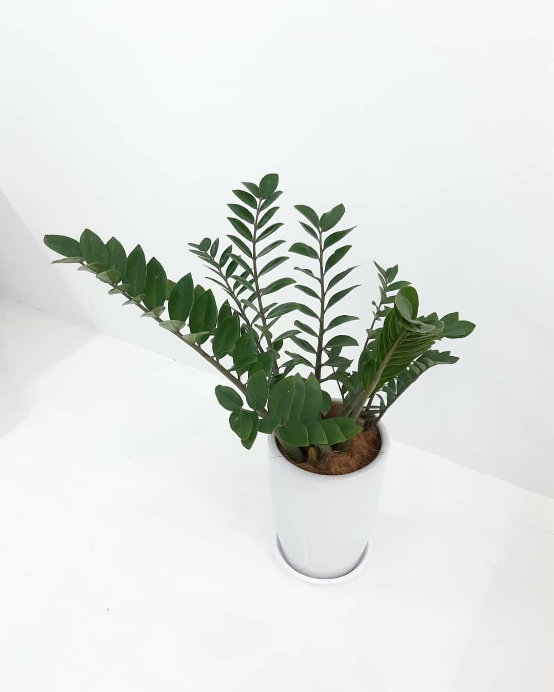 Big ZZ - www.daun.com.my