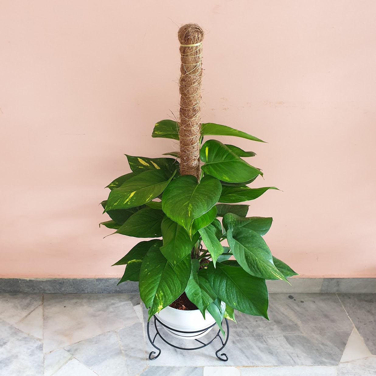 Money Plant in Short Stand