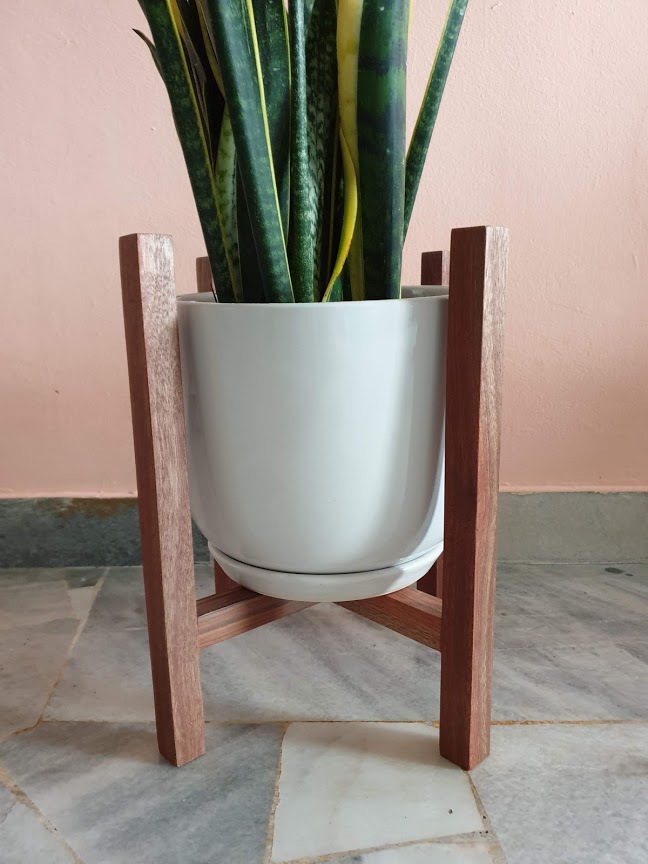 Snake Plant in Wooden Stand - www.daun.com.my