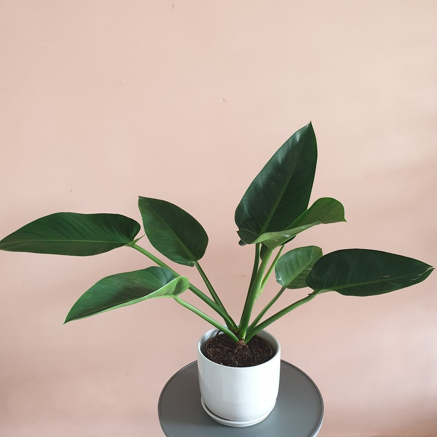 Philodendron discount congo green